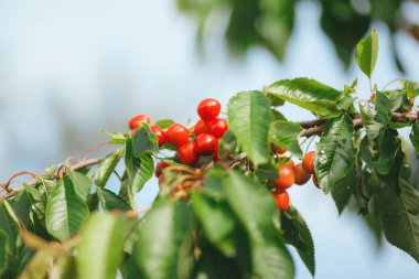 kiraz bir ağaç dalı olgunlaşmak