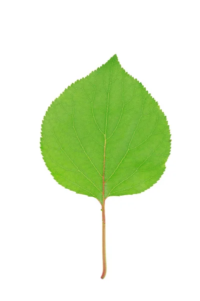 Beyaz arka plan üzerinde izole bir yaprak yeşil — Stok fotoğraf