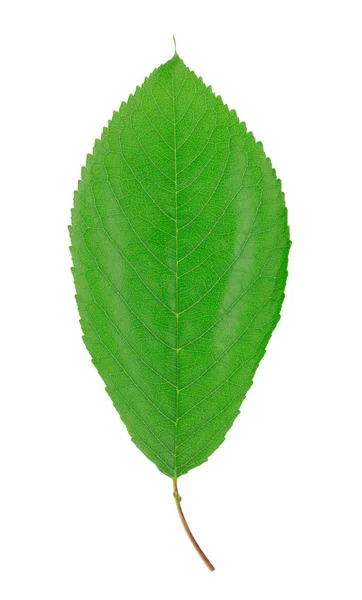 Beyaz arka plan üzerinde izole bir yaprak yeşil — Stok fotoğraf