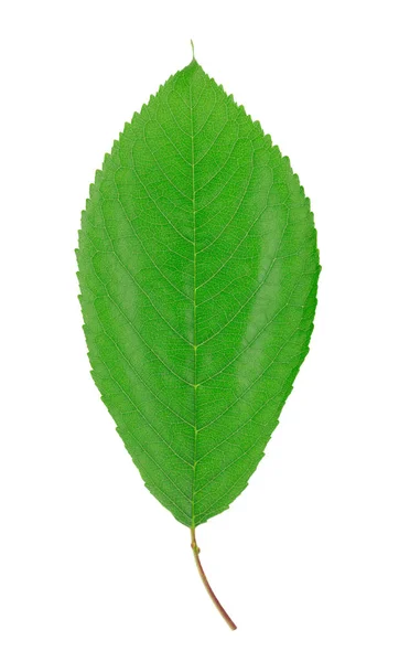 One green leaf isolated on white background Stock Picture