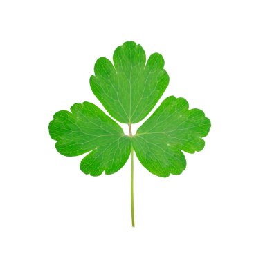 Beyaz arka plan üzerinde izole Yeşil yonca yaprağı