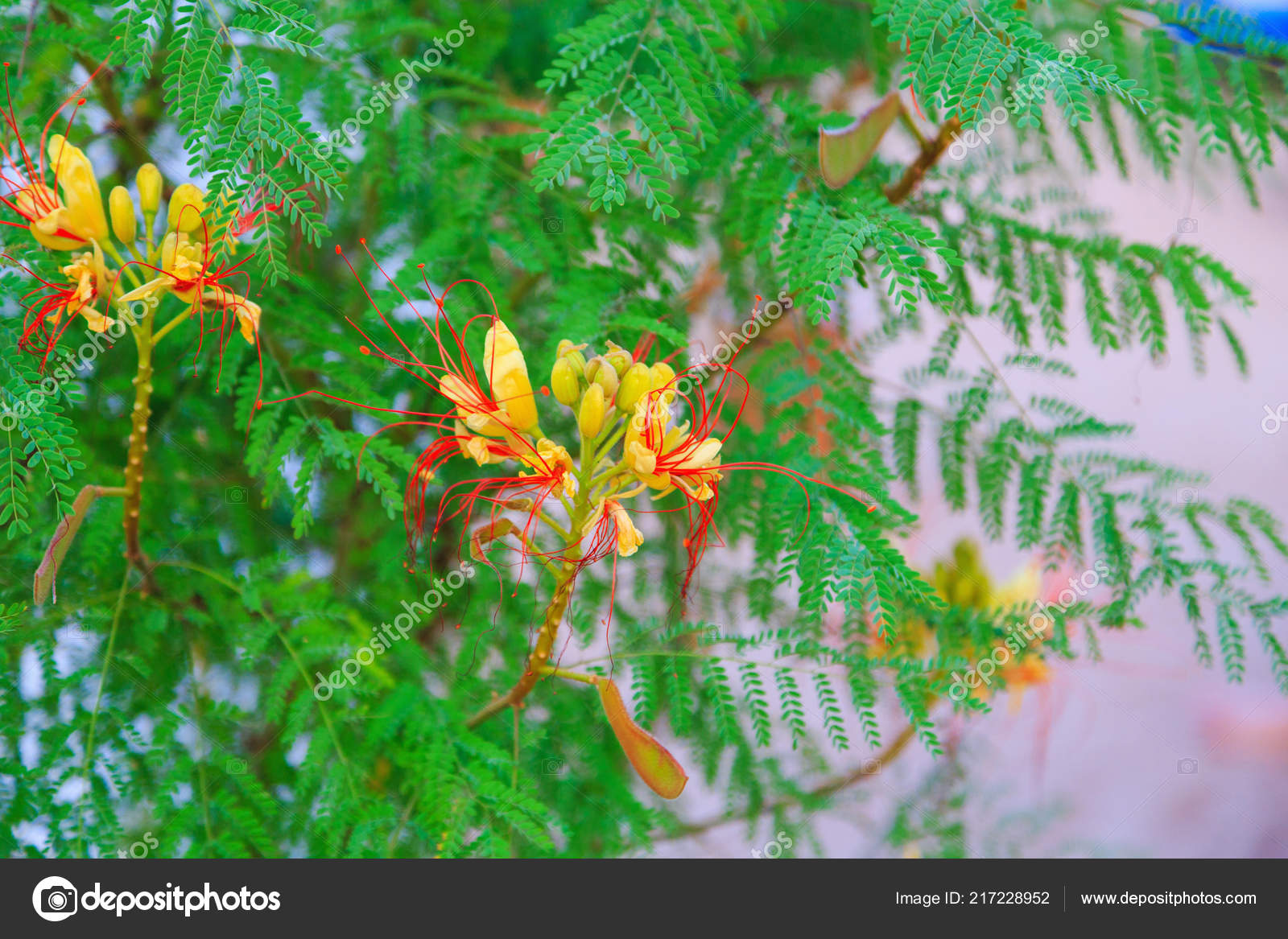 Bird Of Paradise Shrub Or Erythrostemon Gilliesii Flowers