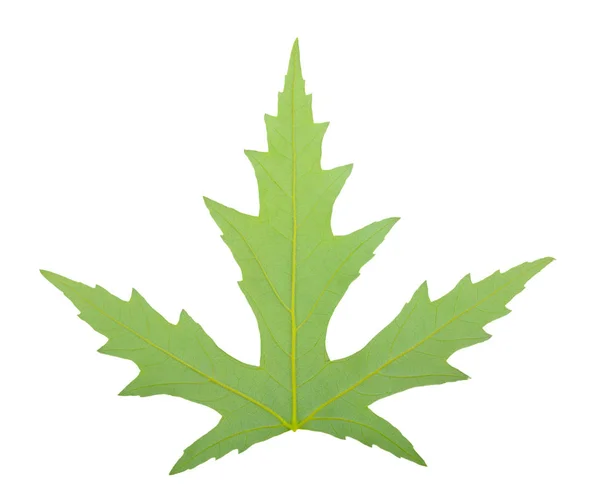 One green leaf isolated on white background — Stock Photo, Image