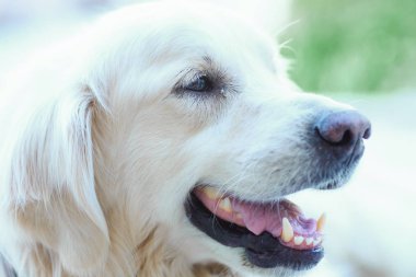 Golden Retriever köpek namlu