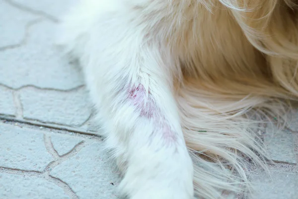 Dog skin disease — Stock Photo, Image