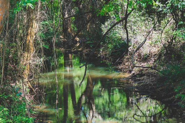 Forêt de mangroves en Sri Lanka — Photo