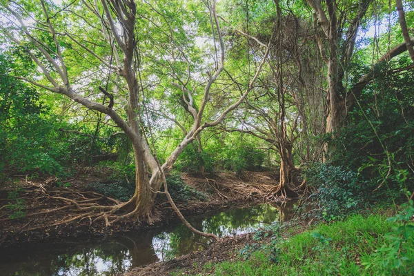 Forêt de mangroves en Sri Lanka — Photo