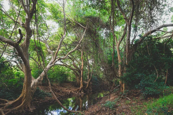 Мангровые леса Шри-Ланки — стоковое фото