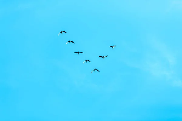 V formation of birds