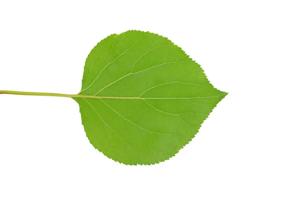 Зеленый лист с полосками на белом фоне — стоковое фото