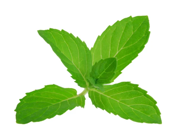 Green fresh mint on white background — Stock Photo, Image