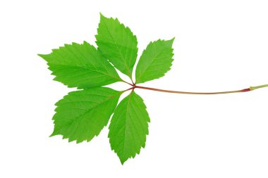 yabani üzüm beyaz arka plan üzerinde izole yeşil yaprakları