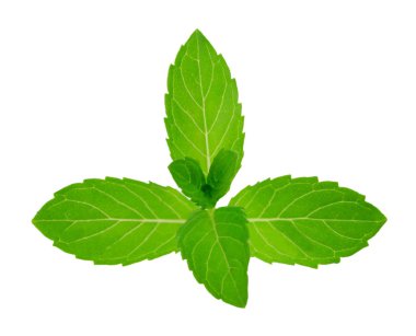 beyaz zemin üzerine Yeşil taze nane