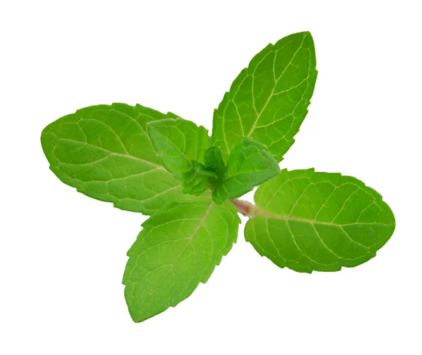 Hojas frescas de menta aisladas sobre fondo blanco — Foto de Stock