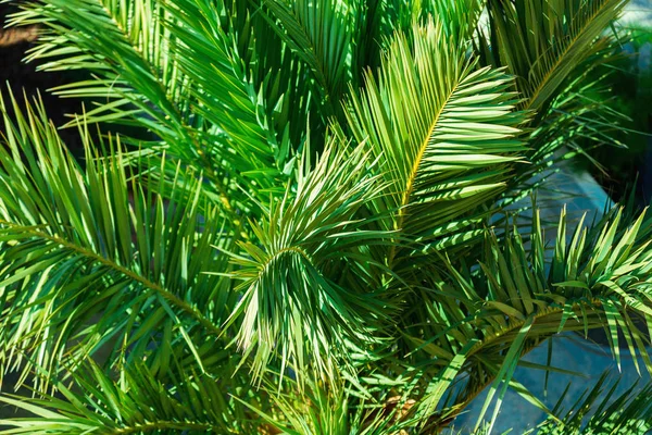 Grüne Zweige Von Palmen Nahaufnahme Natürlicher Hintergrund — Stockfoto