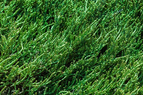Green grass background or pattern Royalty Free Stock Images