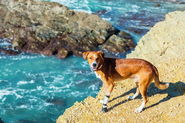 red dog with a damaged paw walking on the rocks
