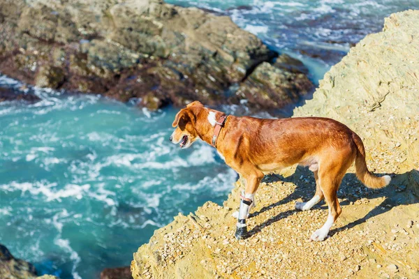 Dog looks at stormy ocean from high rock