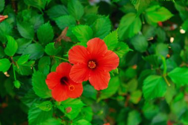 çiçek kırmızı çiçek Çin gül