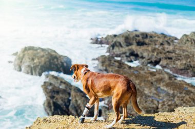 zarar görmüş bir pençe kayaların üzerinde yürüme ile kırmızı köpek