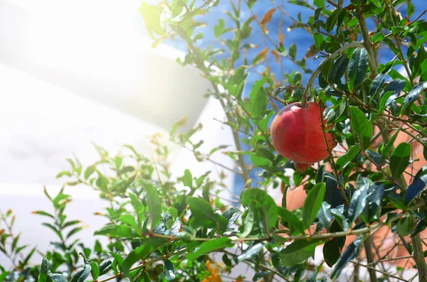 Granatapfel wächst auf einem Baum — Stockfoto