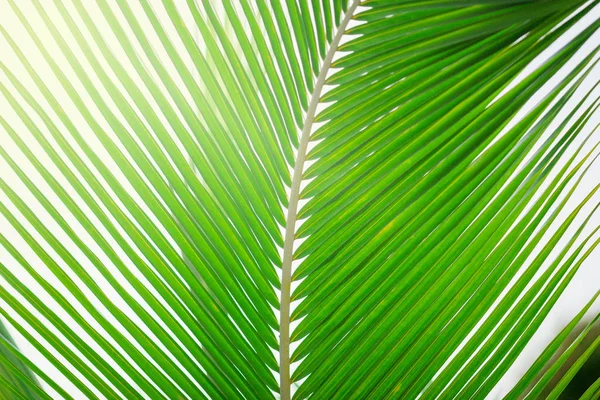 Palmblad mönster, sommar bakgrund — Stockfoto