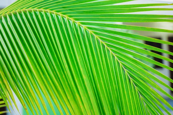 Palmblattmuster, sommerlicher Hintergrund — Stockfoto