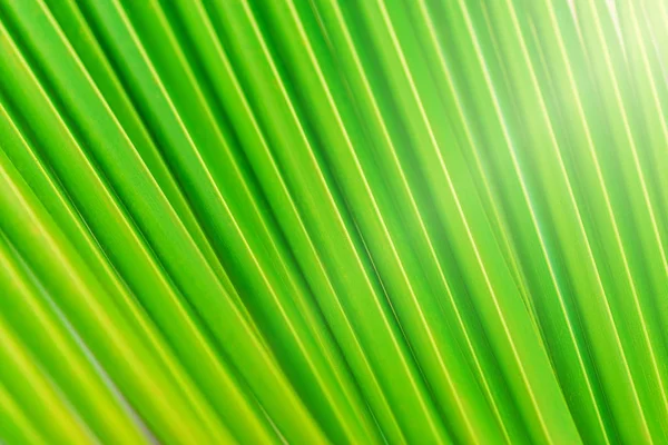 Palmblattmuster, sommerlicher Hintergrund — Stockfoto