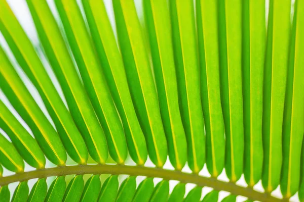 Patrón de hoja de palma, fondo de verano — Foto de Stock