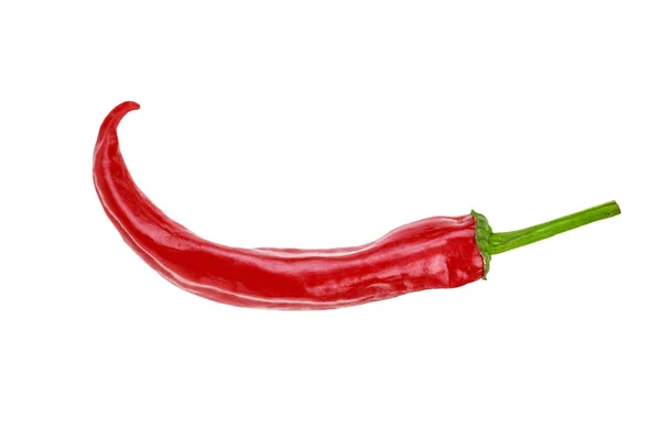 One hot red jalapeno pepper on white background — Stock Photo, Image