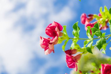 Mavi arkaplanda pembe çiçekler