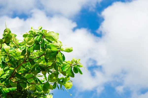 Tropiska träd och blå himmel — Stockfoto