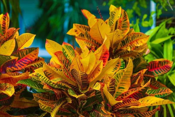 Leuchtend bunte Blätter — Stockfoto