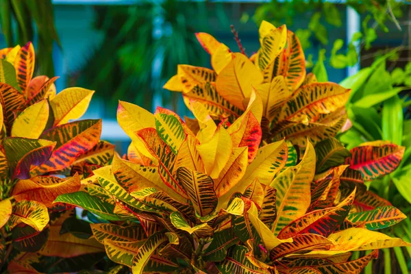 Leuchtend bunte Blätter — Stockfoto