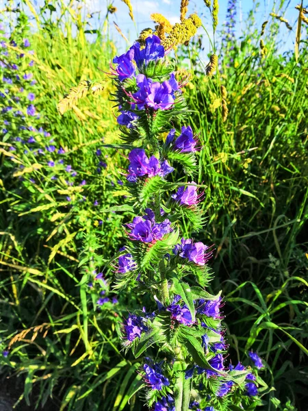 Lilac Květiny Létě Květinové Záhony — Stock fotografie