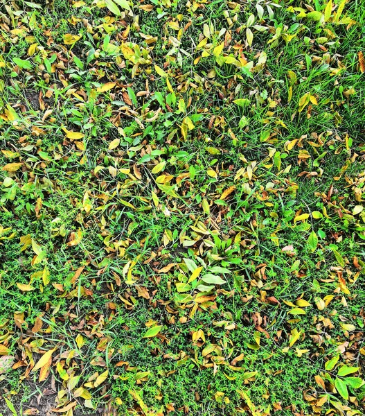 Trawa Opadłe Liście Wczesną Jesienią — Zdjęcie stockowe