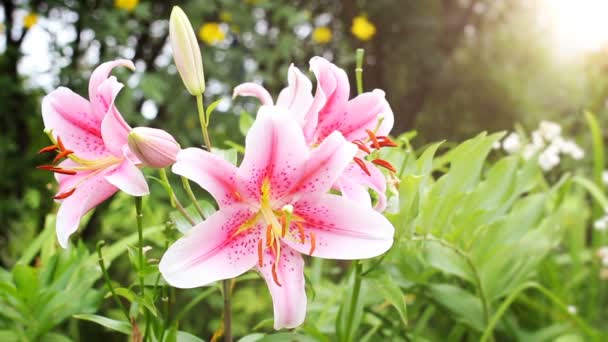 Mooie Lily Bloem Tuin — Stockvideo