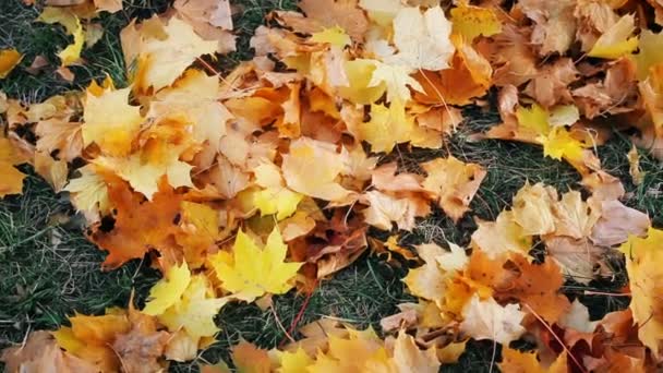 Herbst Ahornblätter Auf Dem Boden — Stockvideo