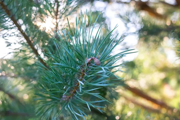 Evergreen Şube Çam Ağacı — Stok fotoğraf