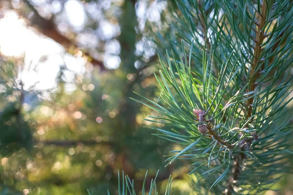 Evergreen Şube Çam Ağacı — Stok fotoğraf