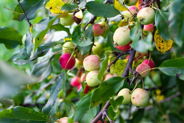 Manzanas Chinas Una Rama —  Fotos de Stock
