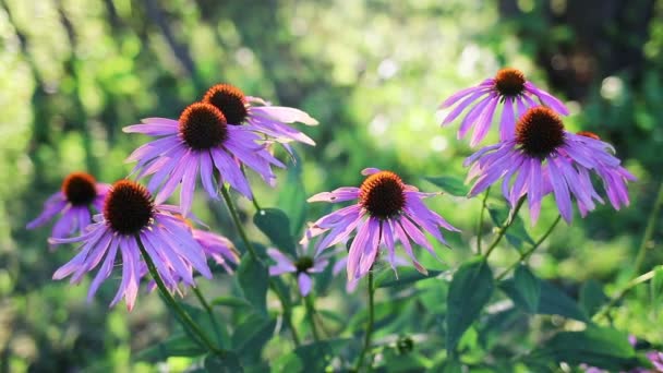 Echinacea Blüht Garten — Stockvideo