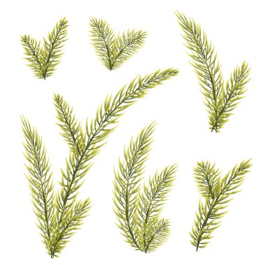 Köknar dallar kümesi. Noel, yeni yıl kış tatil doğal yeşil simgeler afiş, davetiye, afiş tasarım çam, kış için. izole vektör çizim.