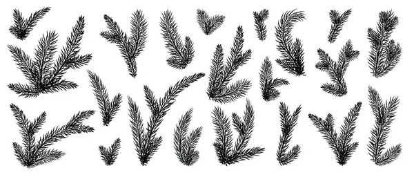 冷杉分枝的集合 圣诞节 新年寒假自然剪影符号为您的海报 邀请卡 横幅设计松树 被隔绝的向量例证 — 图库矢量图片