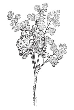 taze el çekilmiş kişniş ot, Çince maydanoz, gıda, izole logo, sayfa vektör çizim boyama.