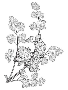 taze el çekilmiş kişniş ot, Çince maydanoz, gıda, izole logo, illüstrasyon vektör.