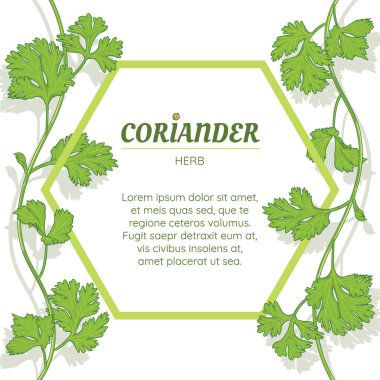 taze kişniş ot, Çince maydanoz, gıda, izole afiş, vektör çizim.