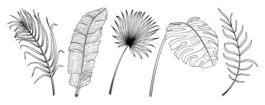 Tropikal yaprak el çizilmiş set