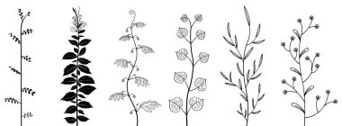 Vektör dalları ve yaprakları. El çizilmiş çiçek elemanları.