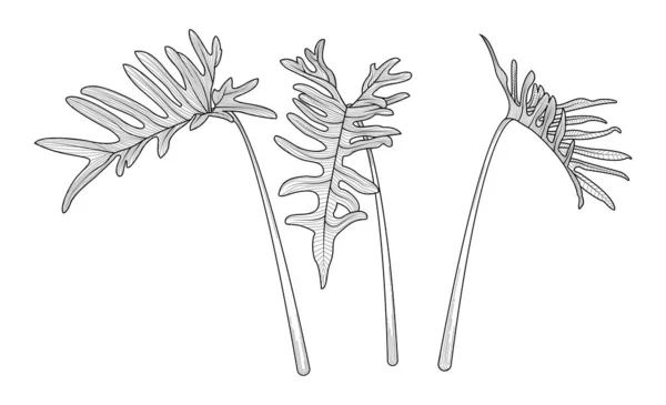 手绘分离的仙人掌叶 黑色和白色的热带植物叶子设置 矢量说明 — 图库矢量图片
